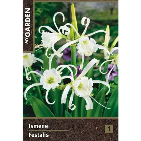 Исмена ранняя луковицы 14 луковицы растений крокус крупно ковый флауер рекорд в капере 10 шт 7 8