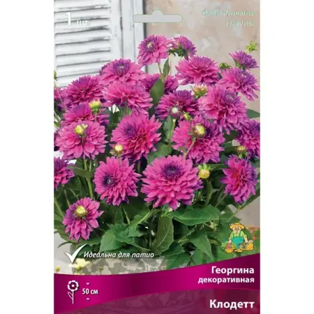 Георгина декоративная Клодетт луковица I