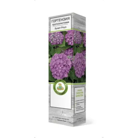 Гортензия крупнолистовая «Букет Роуз» в ассортименте