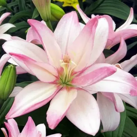 Лилия азиатская махровая Бентли 120 мм лилия geolia видовая блэк бьюти