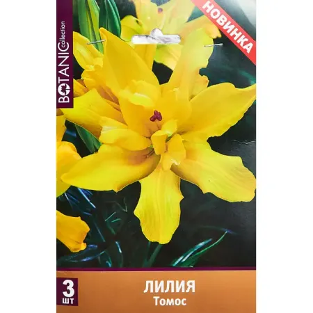 Лилия азиатская махровая Томос 120 мм губка для купания mepsi махровая белая