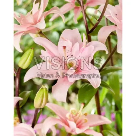 Лилия азиатская махровая Элоди 120 мм