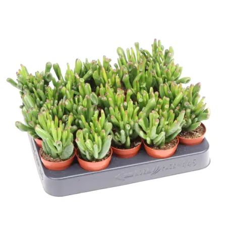 Крассула Хоббит ø5.5 h10 см