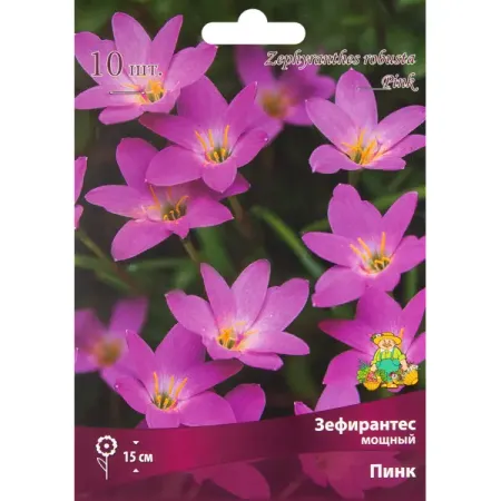Зефирантес мощный Бордо Пинк луковица 6