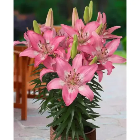 Лилия азиатская низкорослая Тренди Никосия лилия азиатская леди элайн