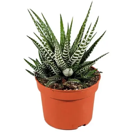 Хавортия Биг Бэнд ø8.5 h10 см