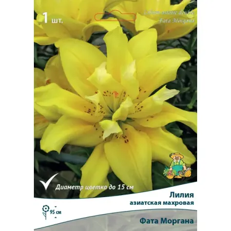 Лилии азиатские махровые Фата Моргана лилии азиатские блэк аут   луковицы 14 16 1 шт