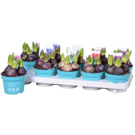 Гиацинт Даймонд Коллекшен микс ø12 h15 см