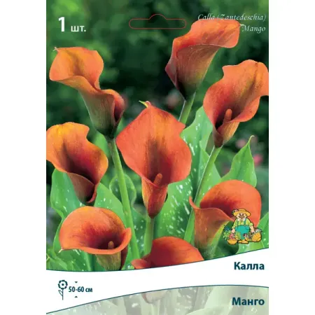 Калла Манго 14/16, 1 шт чай   ahmad tea магия манго 25x1 5 г