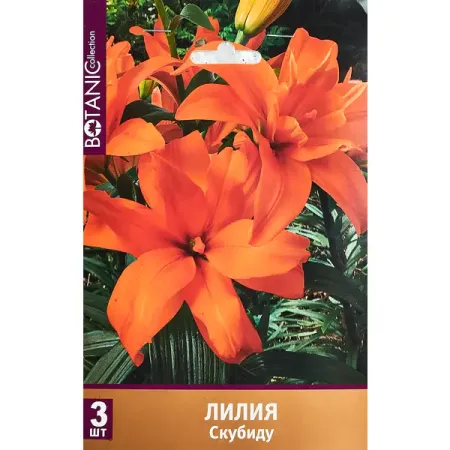 Лилия азиатская махровая Скубиду 120 мм губка для купания mepsi махровая белая