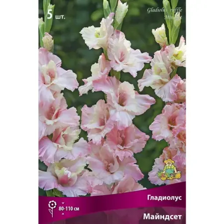 Гладиолус гофрированный Майндсет 5 шт.