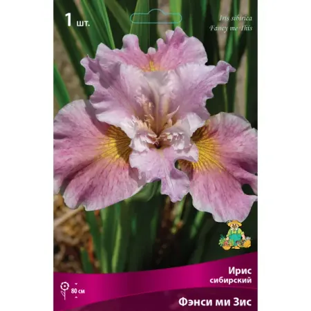 Ирис сибирский «Фэнси ми Зис» разбор I