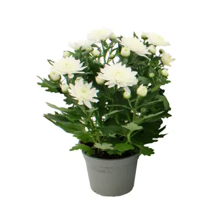 Хризантема Карнавал ø12 h27 см искусственные ы laurelchow шелк хризантема маргаритка кореопсис гербера