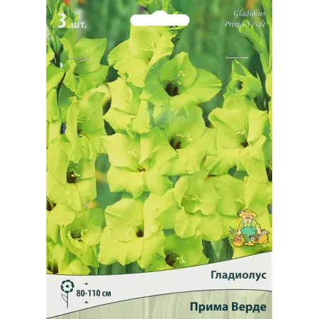 Гладиолус крупноцветковый Прима Верде, 3 шт. бад ромашка верде таблетки по 500 мг 40 шт