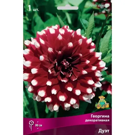 Георгина декоративная Дуэт луковица I