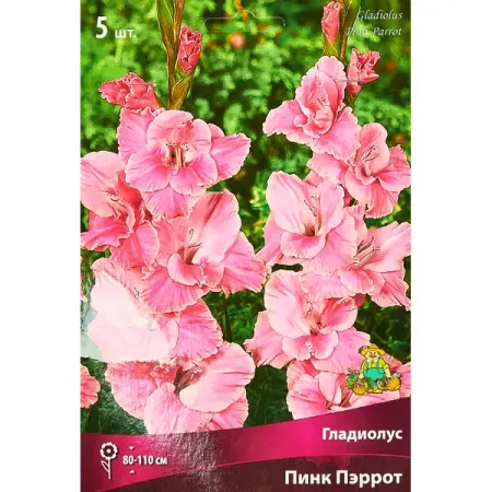 Гладиолус крупноцветковый Пинк Пэррот, 5 шт. этикеток хрупкое обращаться осторожно 100 шт