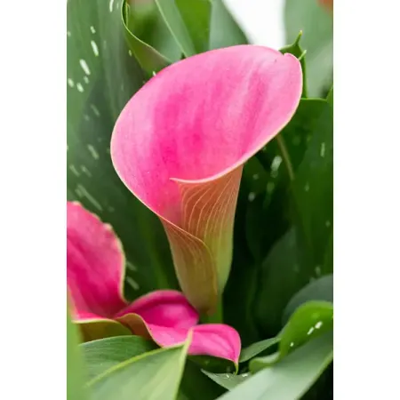 Калла розовая луковицы 10/12 розовая клетчатая скатерть из полиэстера хлопка