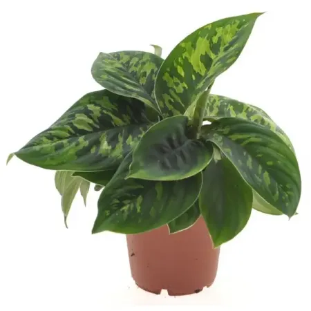 Хомаломена Камуфляж ø12 h30 см