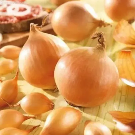 Лук-севок Стурон луковицы 8/21, 320 шт. луковицы растений крокус крупно ковый флауер рекорд в капере 10 шт 7 8