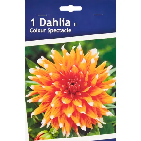 Георгина кактусовая Колор Спектакль h30 см