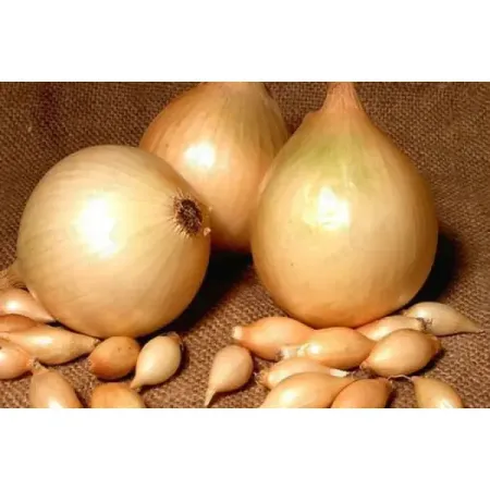 Лук-севок Сеттон луковицы 08/21, 1 кг луковицы растений крокус крупно ковый флауер рекорд в капере 10 шт 7 8