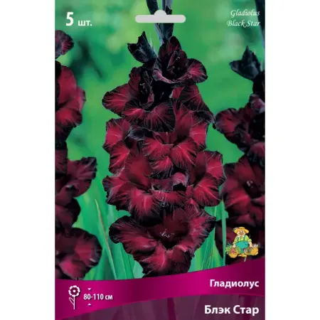 Гладиолусы крупноцветковые Блэк Стар stobag бархатные сумки 50 шт