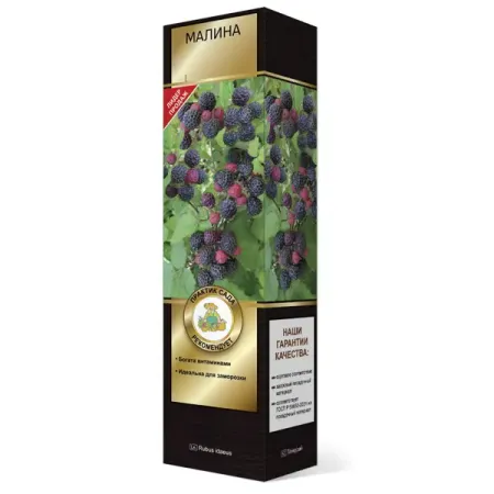 Малина черноплодный Бристоль коробка h39 см