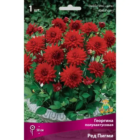 Георгины полукактусовые Ред Пигми