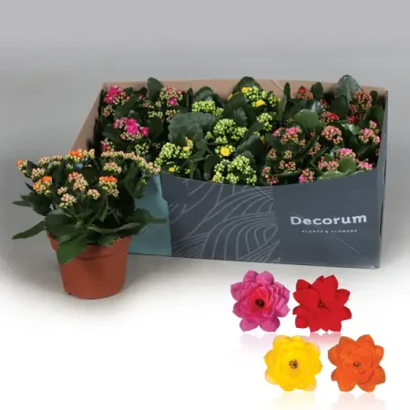 Каланхоэ Каландива ø15 h30 см