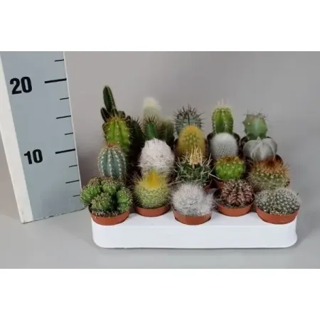 Кактус микс ø5.5 h10 см кактус микс ø8 h15 см