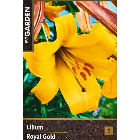 Лилия трубчатая Ройал Голд 160 мм ampmart gzc9 f a 55 алюминиевая трубчатая розетка 9 pin для ламп 12ax7 12au7 5670 ecc82 ecc83