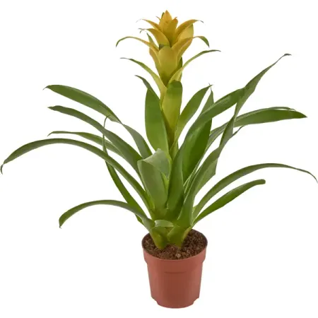 Бромелия микс 12x45 см