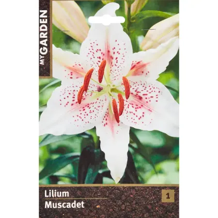 Лилия восточная Мускадет