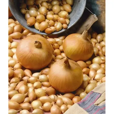 Лук-севок Штуттгартер Ризен луковицы 08/21, 1 кг