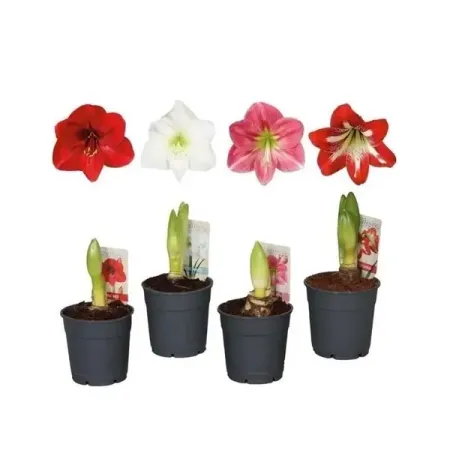 Гиппеаструм микс ø14 h30 см