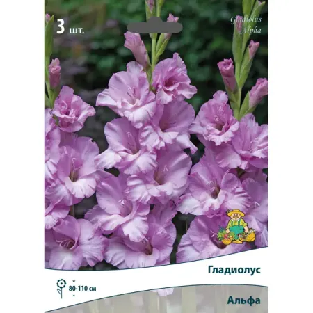 Гладиолус крупноцветковый Альфа луковица 10/12