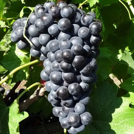 Виноград плодовый кишмиш Черный изумруд h37 см минералов qianchuan изумруд кварц кристаллы