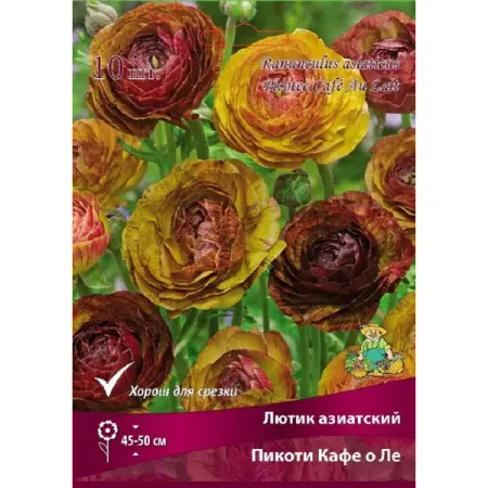 Лютик азиатский Пикоти Кафе О Ле 10 шт.