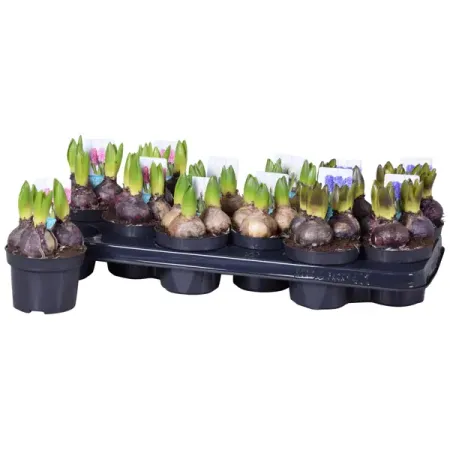 Гиацинт микс ø10.5 h15 см