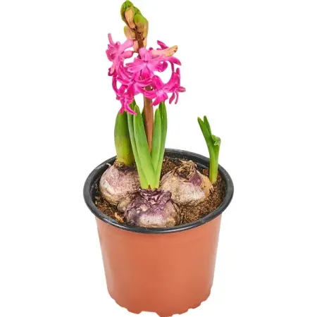 Гиацинт 3 луковицы 12x17 см