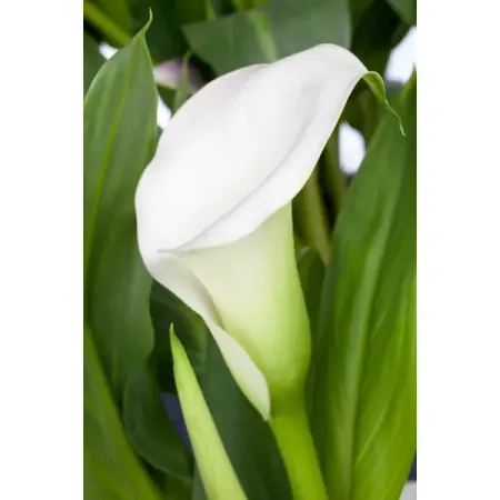 Калла белая луковицы 10/12 гигантский паутина белая