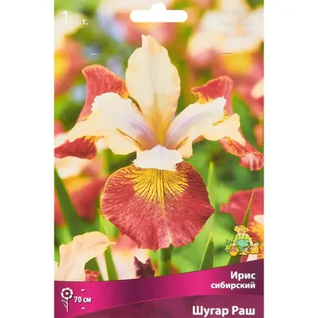 Ирис сибирский Шугар Раш 1 шт. цифровые часы будильники nienie синие