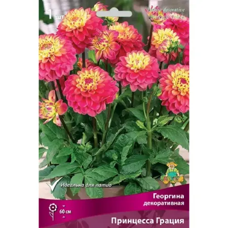 Георгина декоративная Принцесса Грация