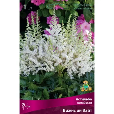 Астильба Китайская Вижнс ин Вайт китайская медная монета с ком сливы