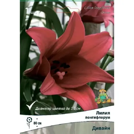 Лилия Лонгифлорум Дивайн