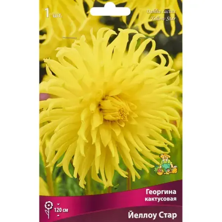Георгина кактусовая Йеллоу Стар 1 шт.