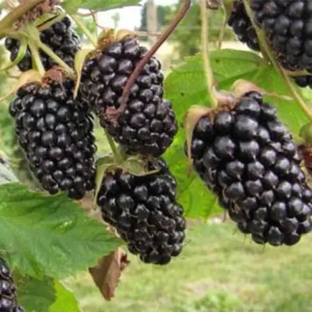 Ежевика Коламбия Стар h37 см