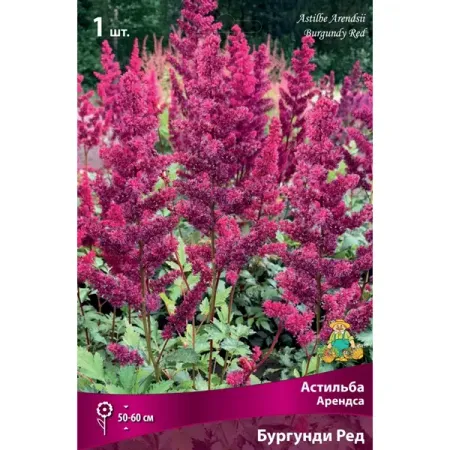Астильба Арендса Бургунди Ред луковица I