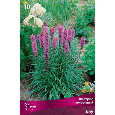 Лиатрис колосковый Блу луковица I