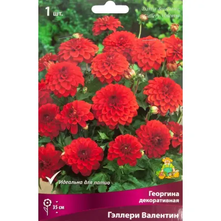 Георгина декоративная Гэллери Валентин луковица I миниатюрный сцен 10 в 1 quse